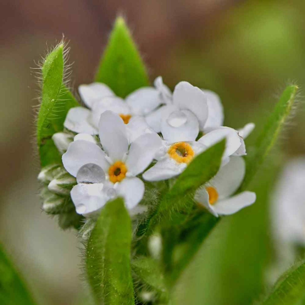 White Ball Alpine Forget-Me-Not Seeds - Bee Friendly