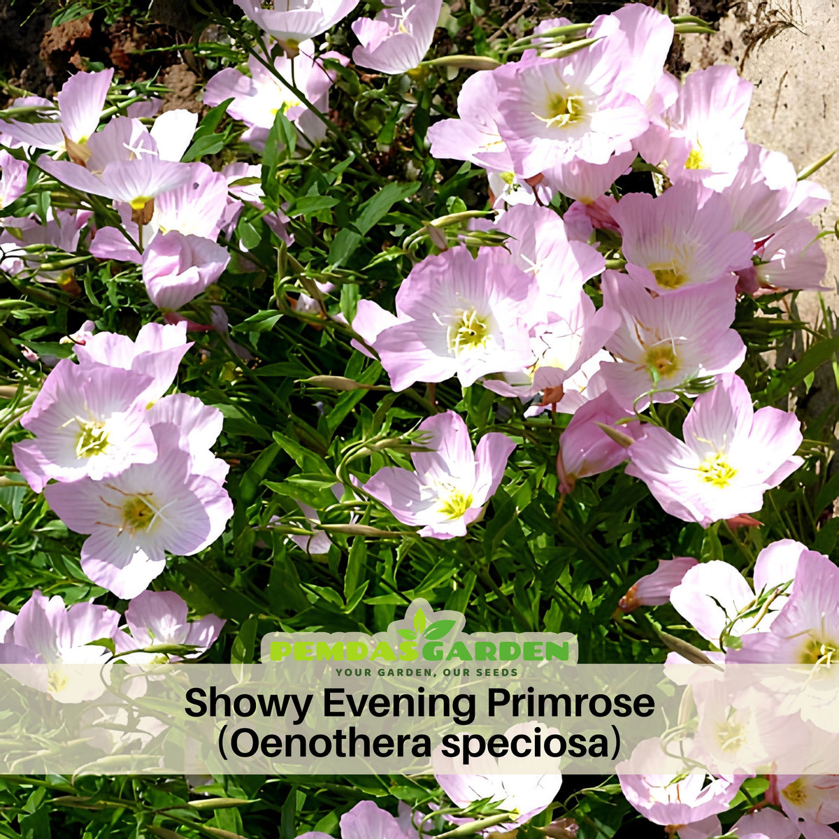 Oenothera Seeds - Showy Evening Primrose, 30 seeds