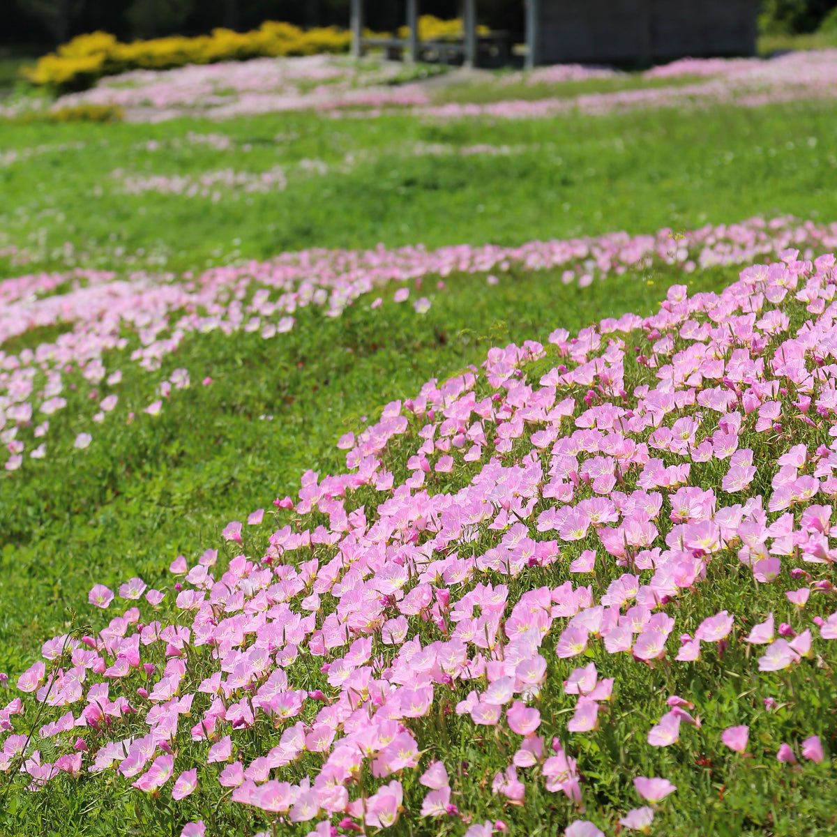 Oenothera Seeds - Showy Evening Primrose, 30 seeds
