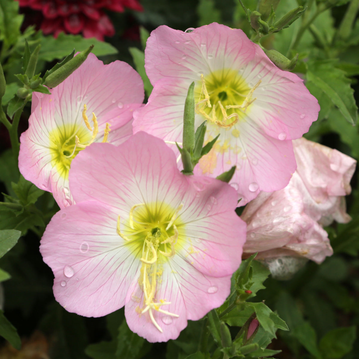 Oenothera Seeds - Showy Evening Primrose Seeds, Suncups, 30 seeds