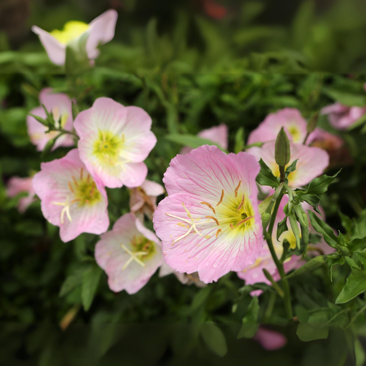 Oenothera Seeds - Showy Evening Primrose Seeds, Suncups, 30 seeds