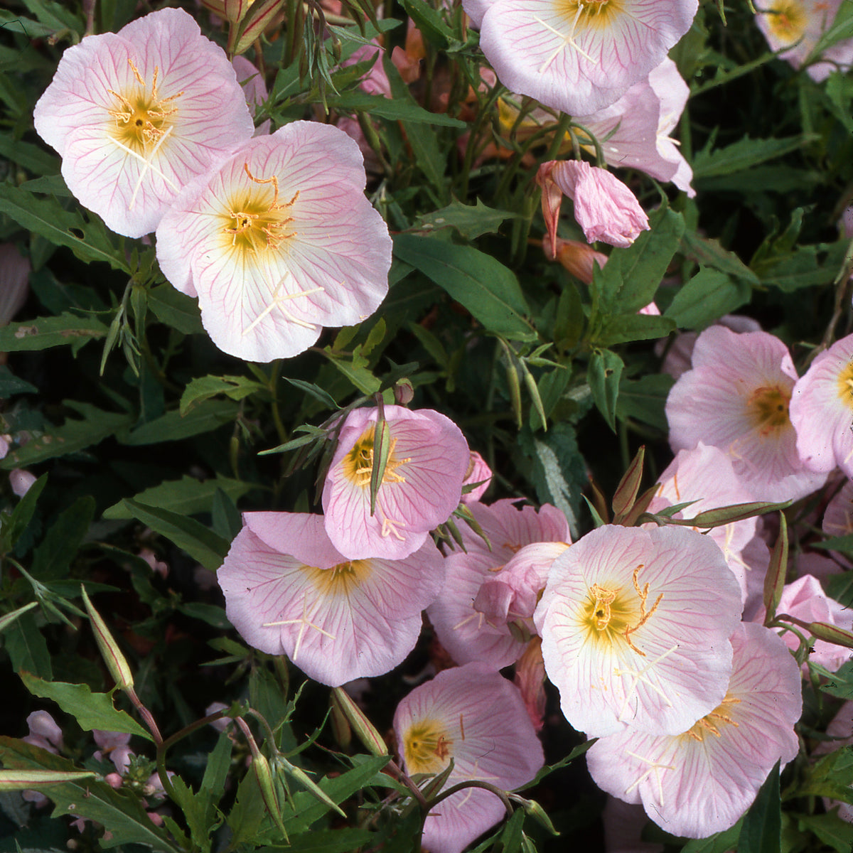 Oenothera Seeds - Showy Evening Primrose, 30 seeds