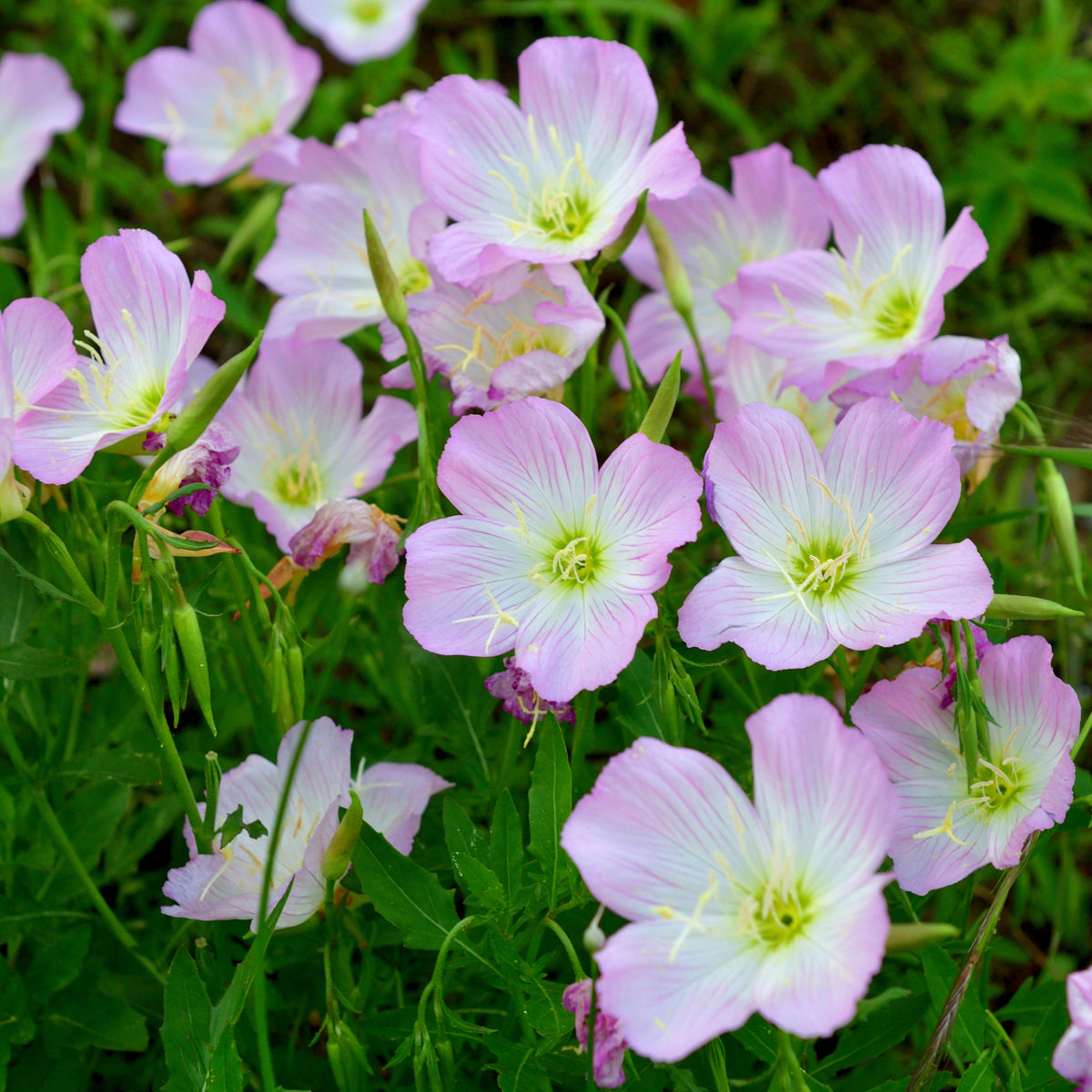 Oenothera Seeds - Showy Evening Primrose, 30 seeds