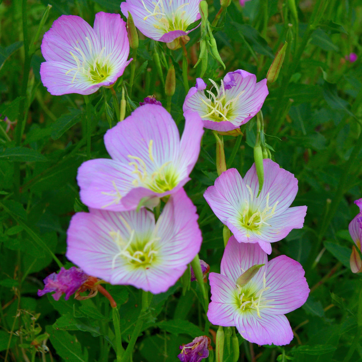 Oenothera Seeds - Showy Evening Primrose, 30 seeds