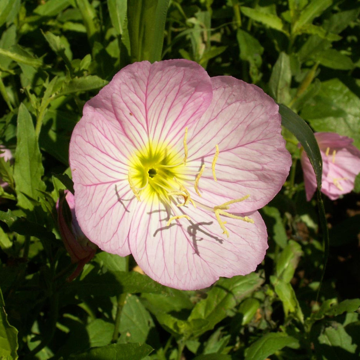 Oenothera Seeds - Showy Evening Primrose Seeds, Suncups, 30 seeds
