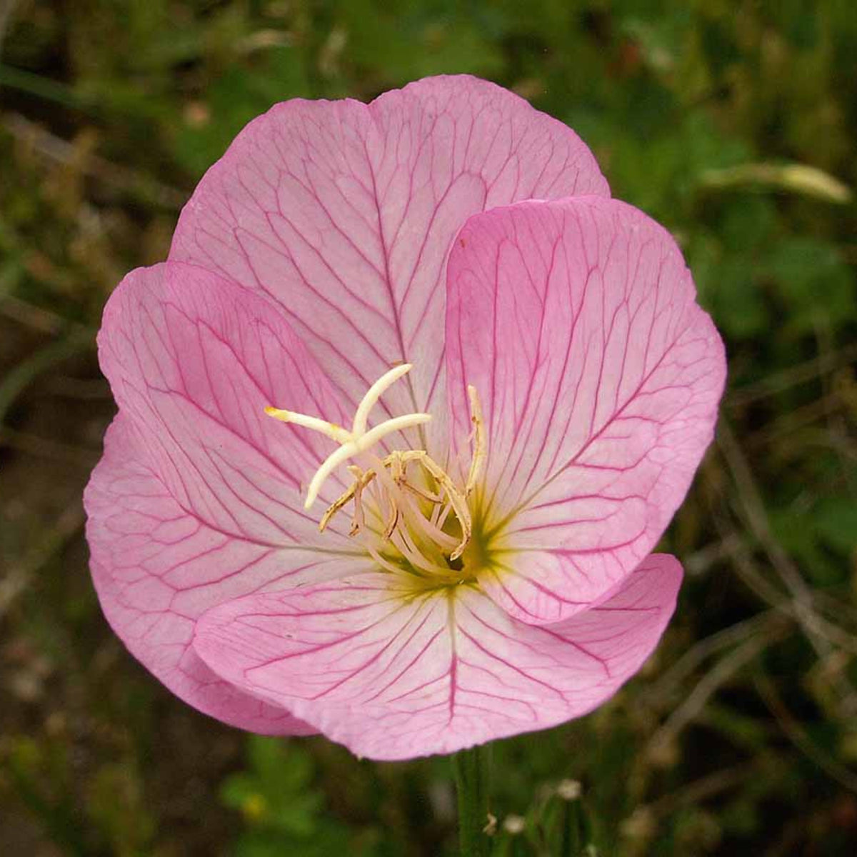Oenothera Seeds - Showy Evening Primrose, 30 seeds