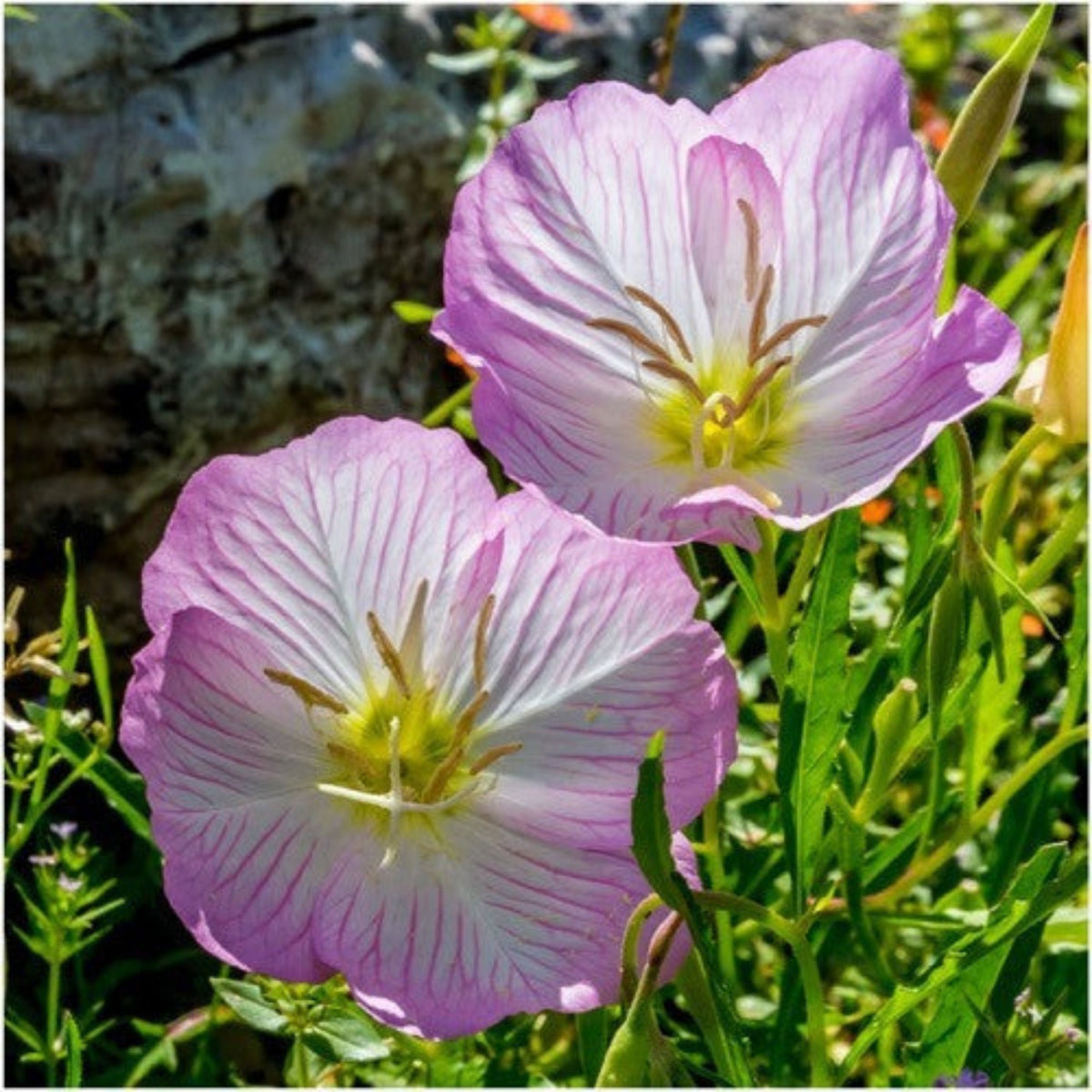 Oenothera Seeds - Showy Evening Primrose Seeds, Suncups, 30 seeds