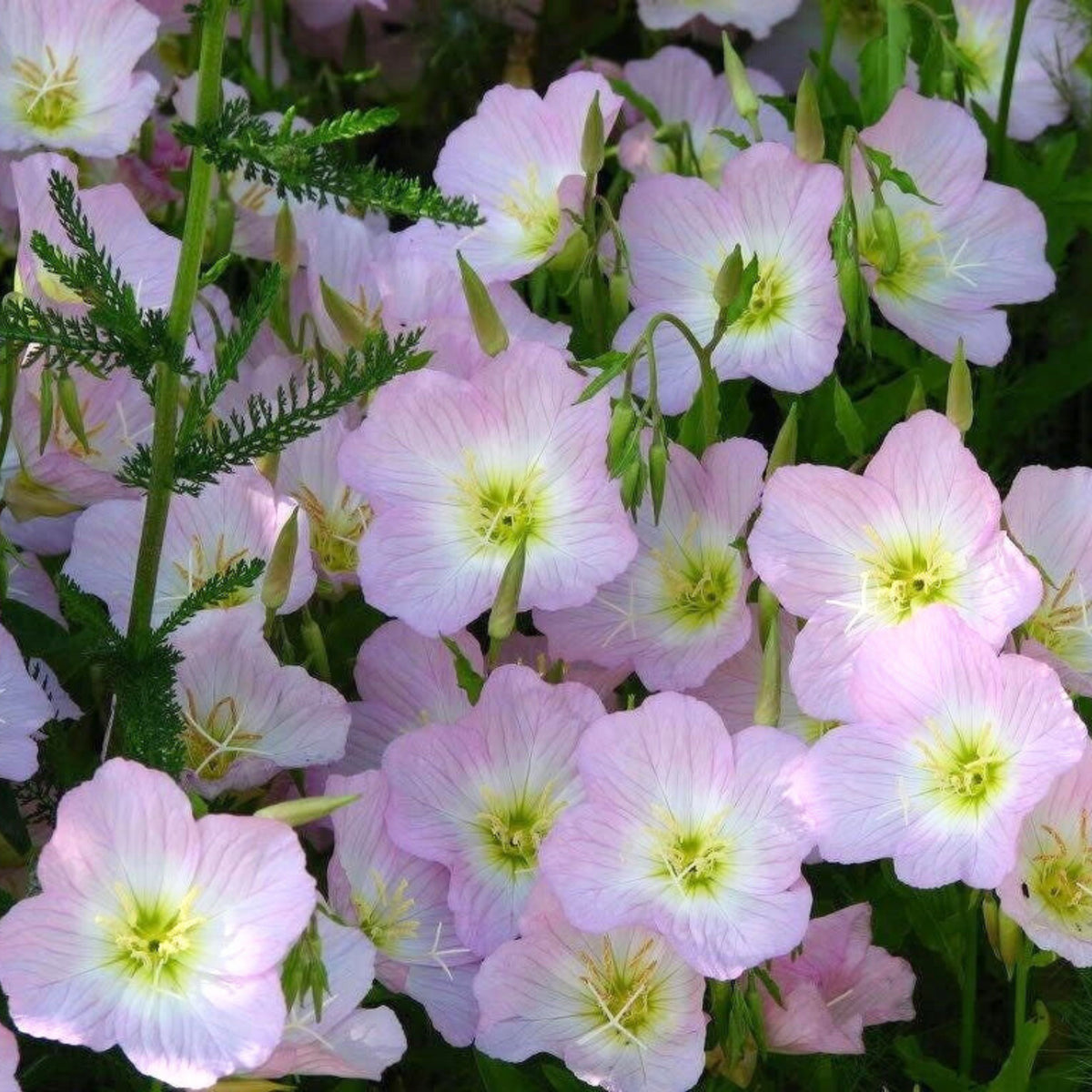 Oenothera Seeds - Showy Evening Primrose Seeds, Suncups, 30 seeds
