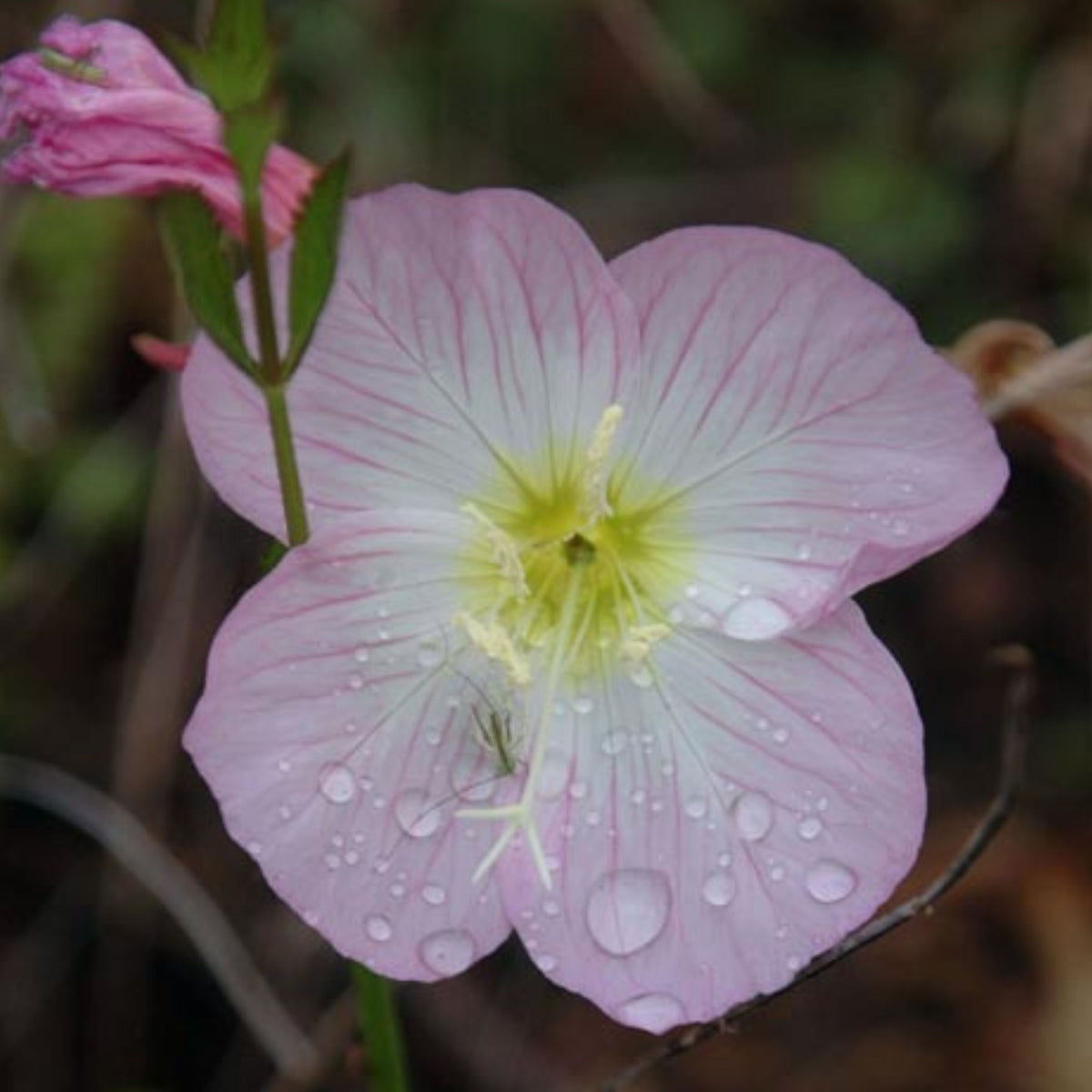 Oenothera Seeds - Showy Evening Primrose, 30 seeds