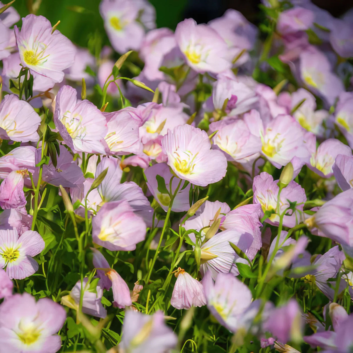 Oenothera Seeds - Showy Evening Primrose, 30 seeds