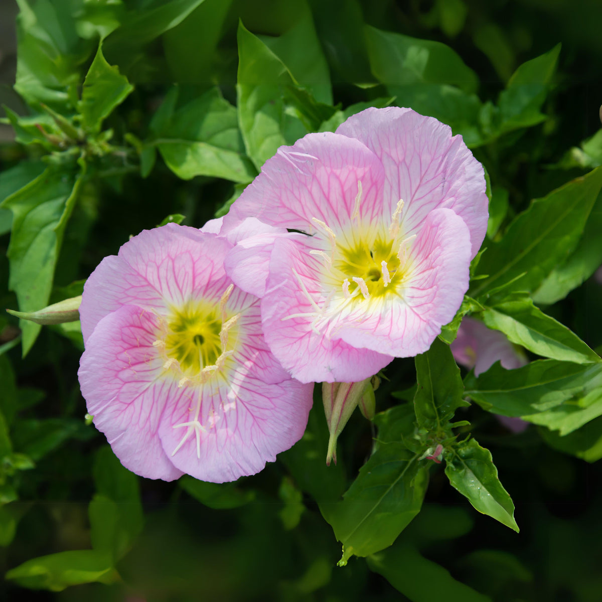 Oenothera Seeds - Showy Evening Primrose, 30 seeds