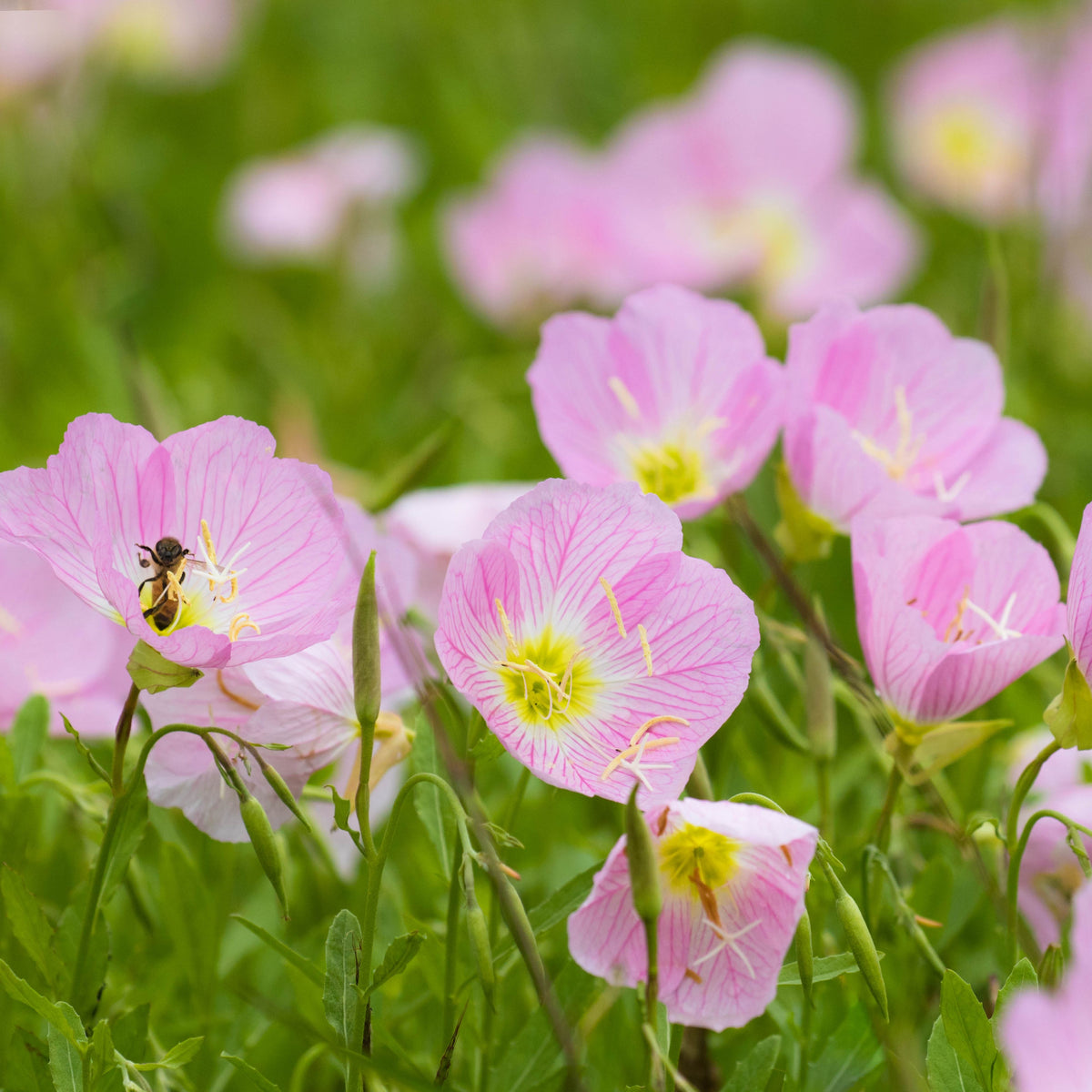 Oenothera Seeds - Showy Evening Primrose, 30 seeds