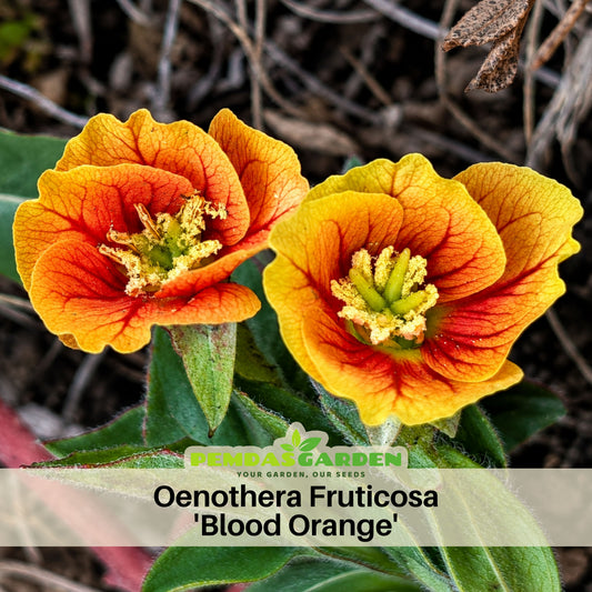 Oenothera Fruticosa 'Blood Orange' Seeds - Suncups, Sundrops, 30 seeds