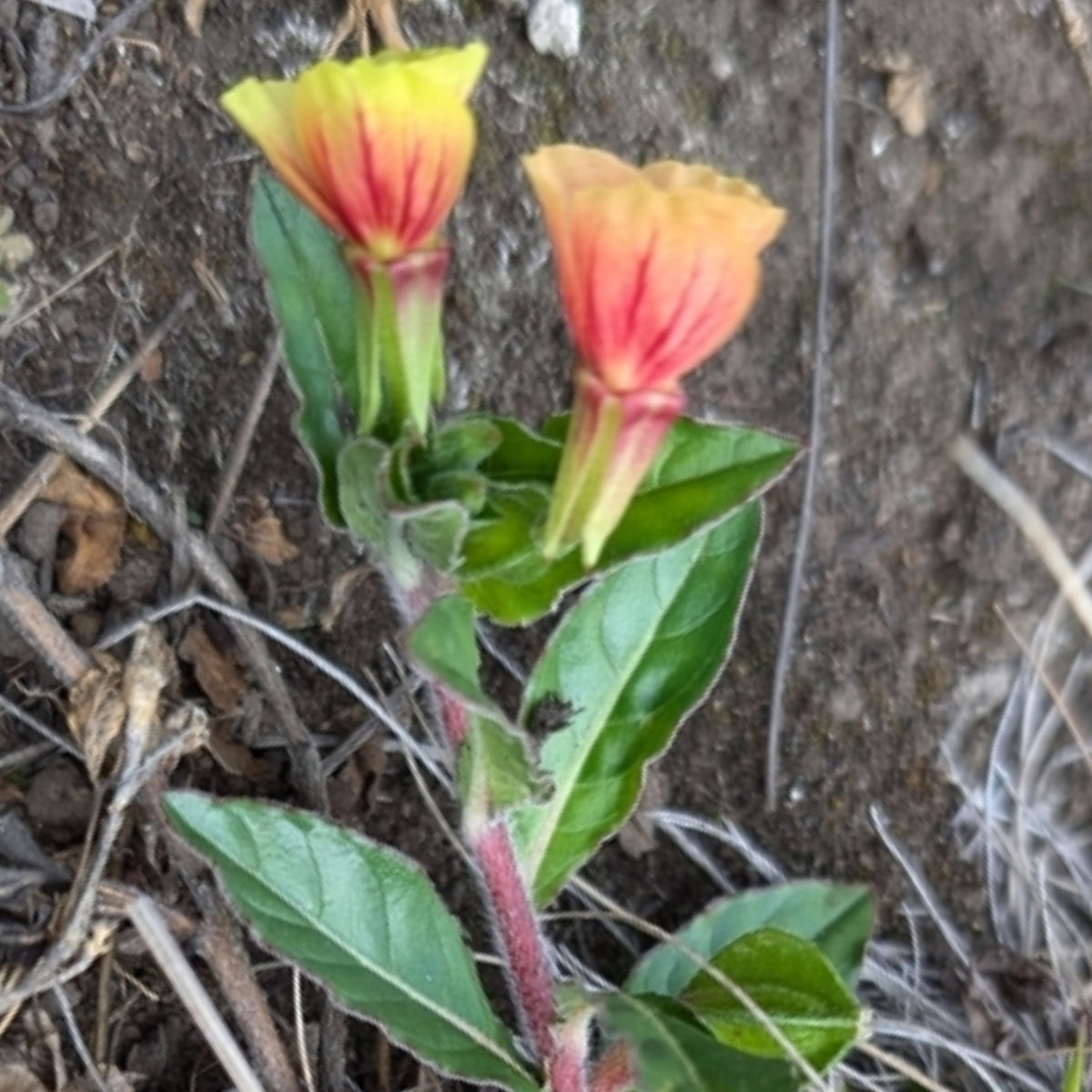 Oenothera Fruticosa 'Blood Orange' Seeds - Suncups, Sundrops, 30 seeds