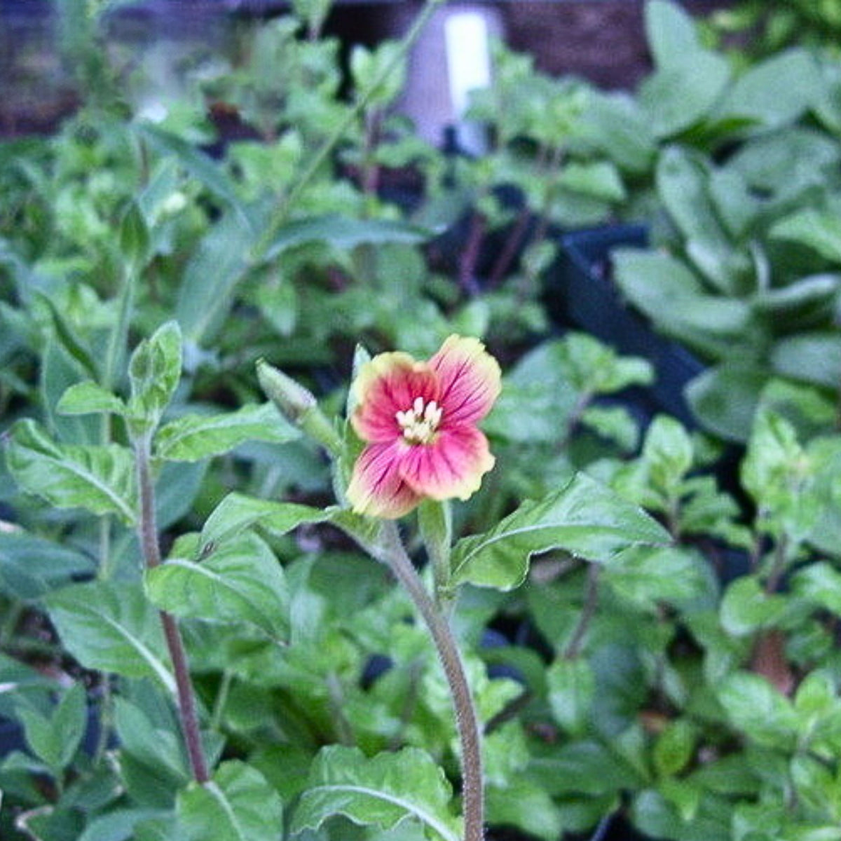 Oenothera Fruticosa 'Blood Orange' Seeds, 30 seeds