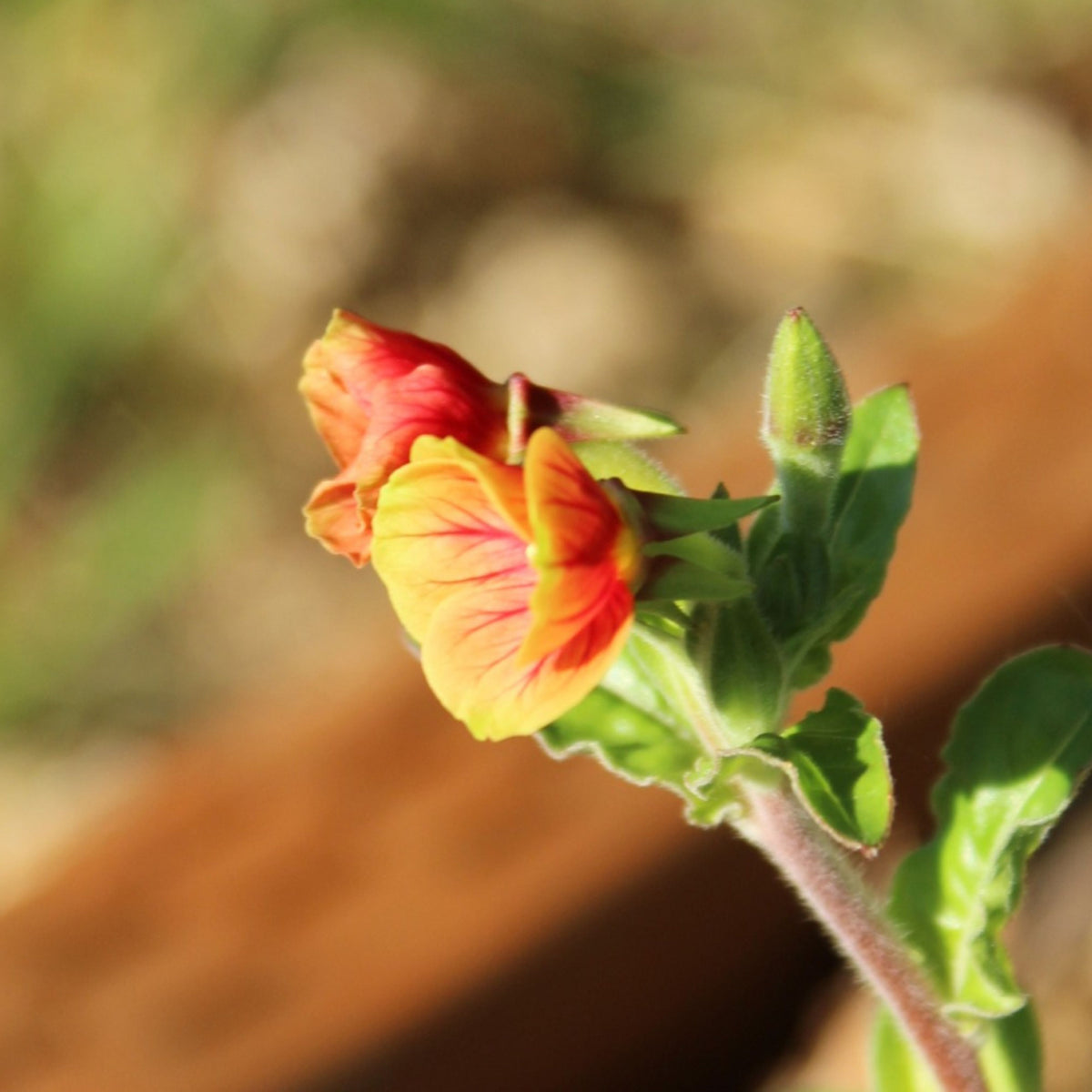 Oenothera Fruticosa 'Blood Orange' Seeds - Suncups, Sundrops, 30 seeds