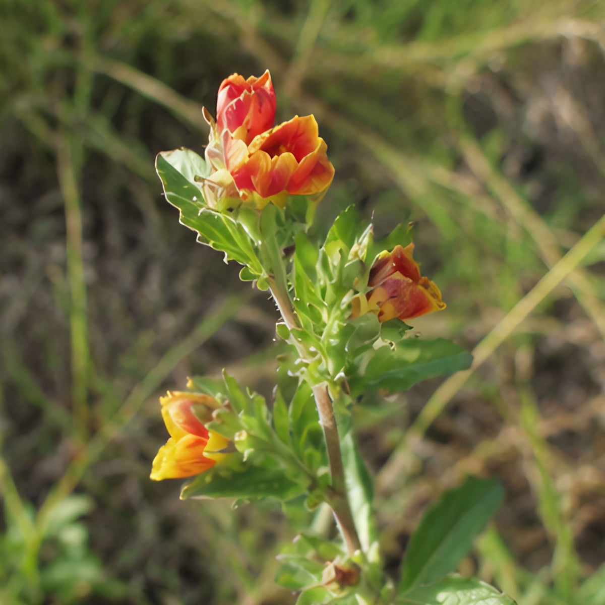 Oenothera Fruticosa 'Blood Orange' Seeds - Suncups, Sundrops, 30 seeds
