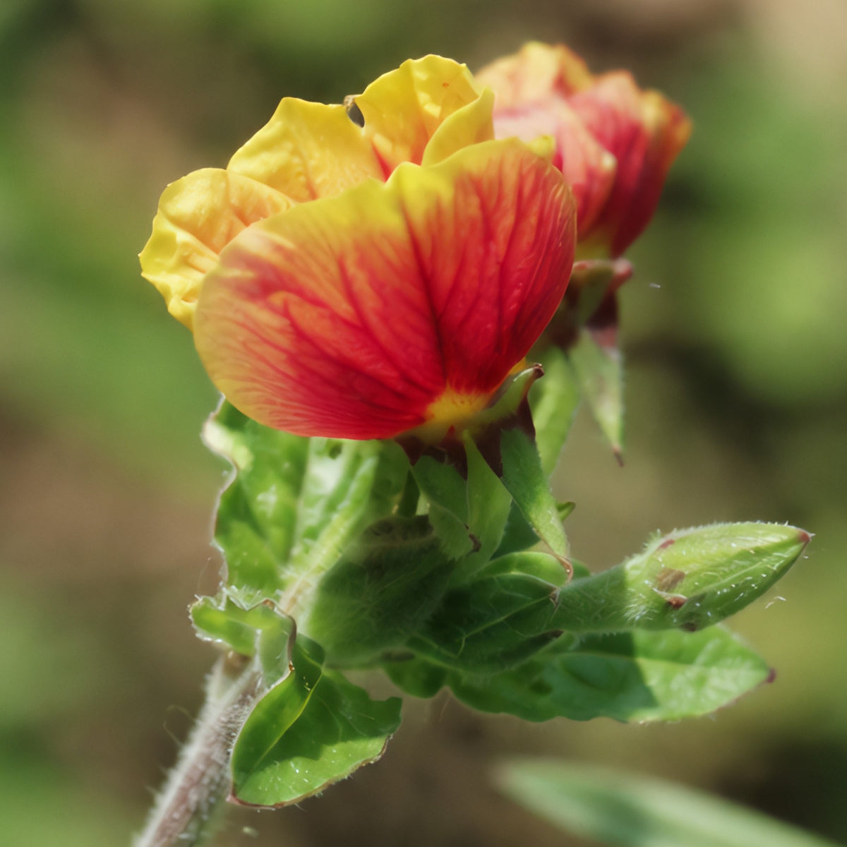 Oenothera Fruticosa 'Blood Orange' Seeds, 30 seeds