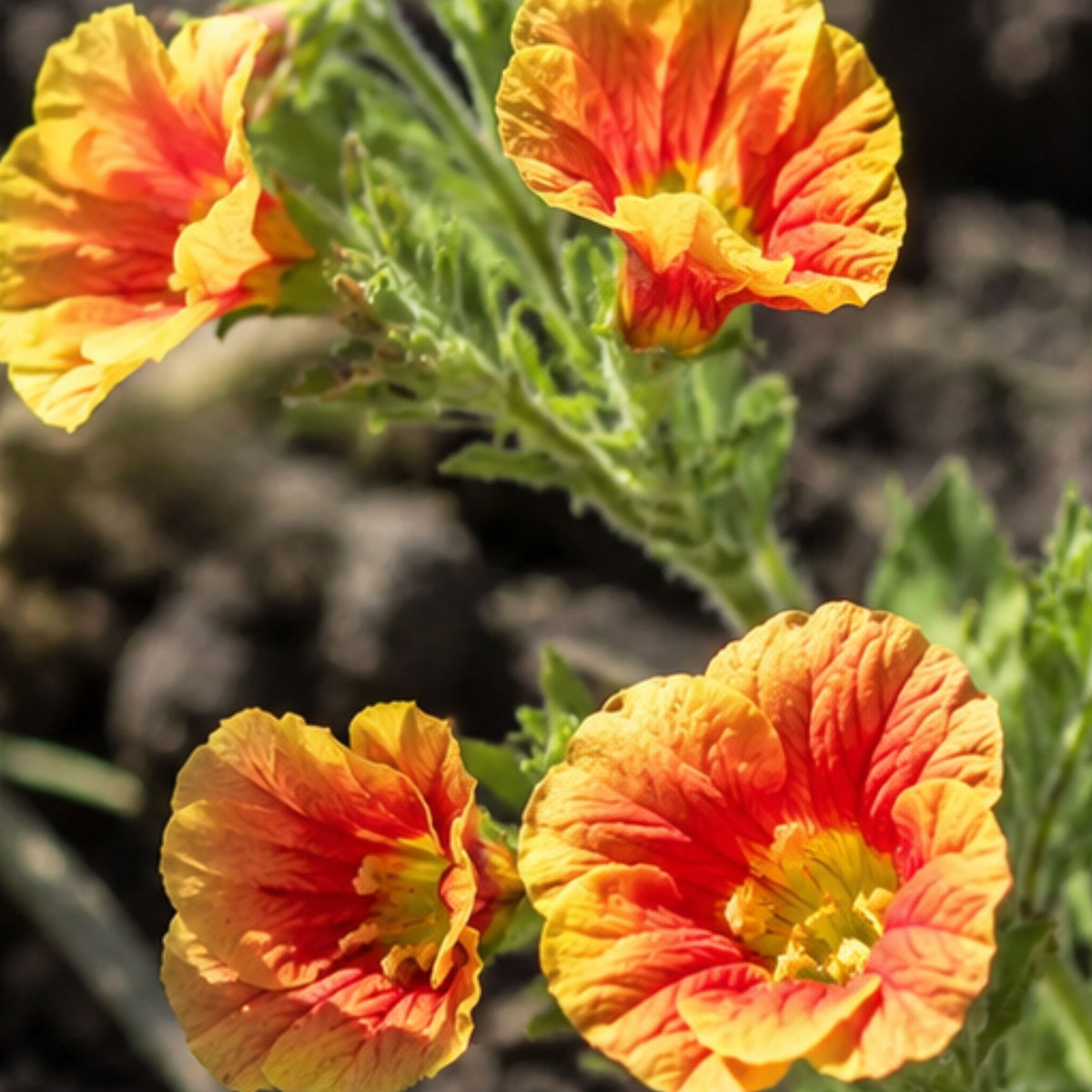 Oenothera Fruticosa 'Blood Orange' Seeds, 30 seeds