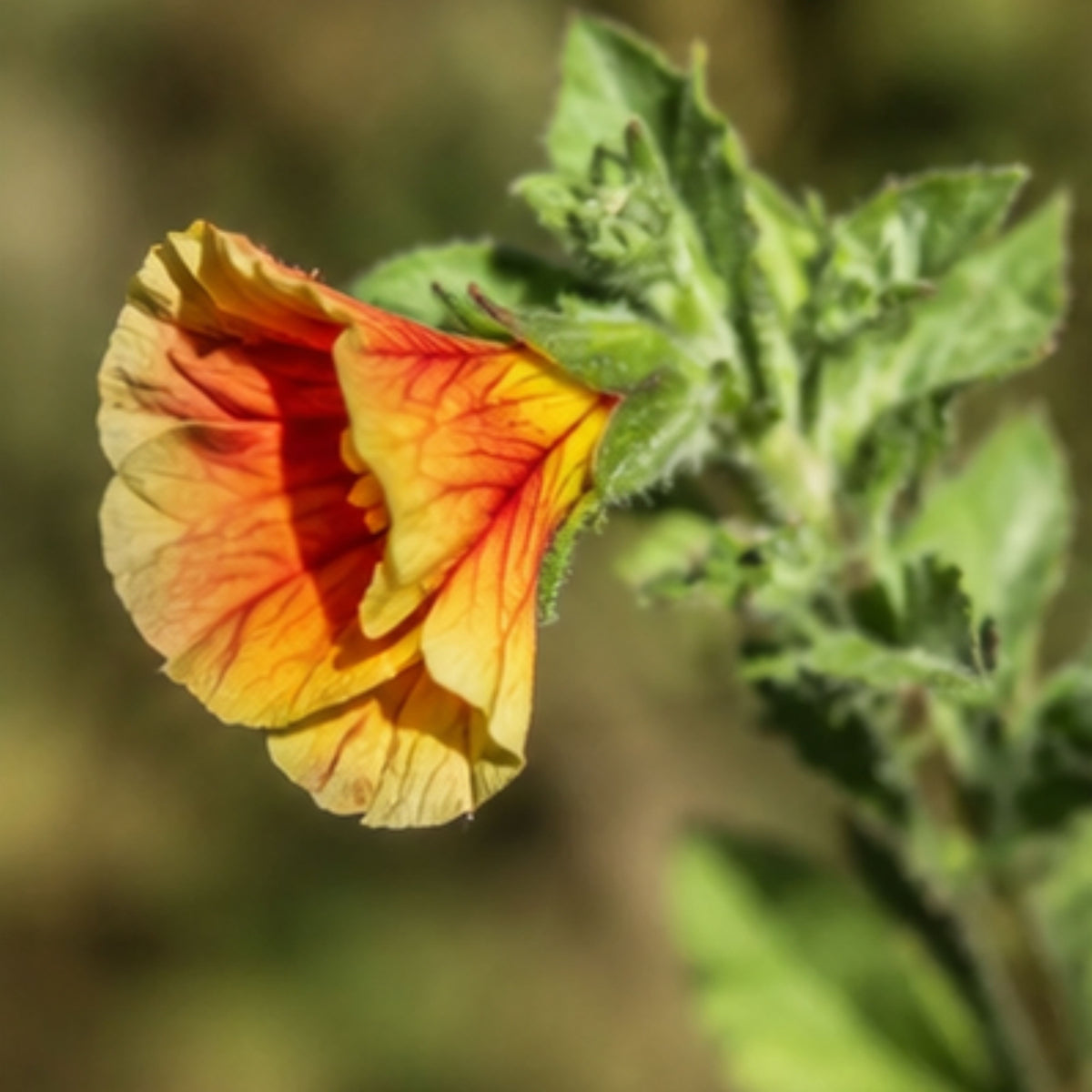 Oenothera Fruticosa 'Blood Orange' Seeds - Suncups, Sundrops, 30 seeds