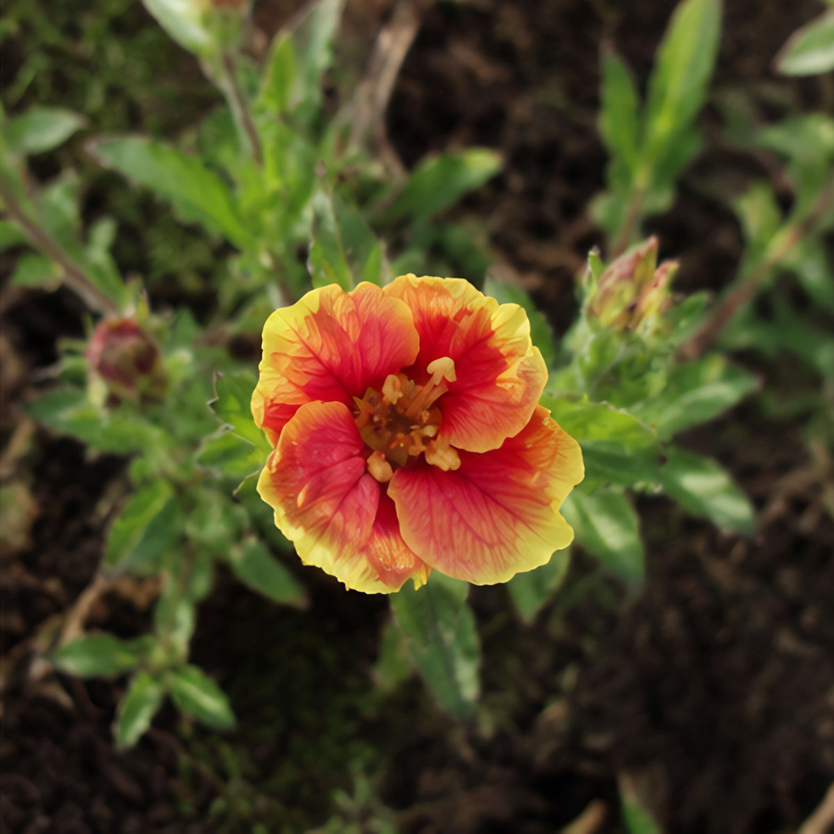 Oenothera Fruticosa 'Blood Orange' Seeds - Suncups, Sundrops, 30 seeds