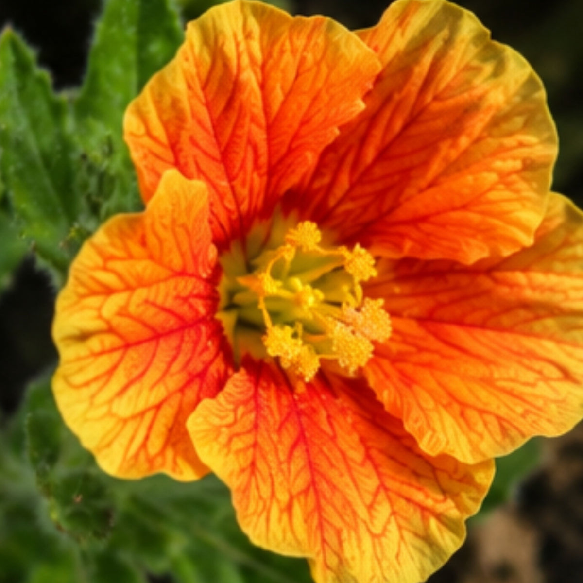 Oenothera Fruticosa 'Blood Orange' Seeds, 30 seeds