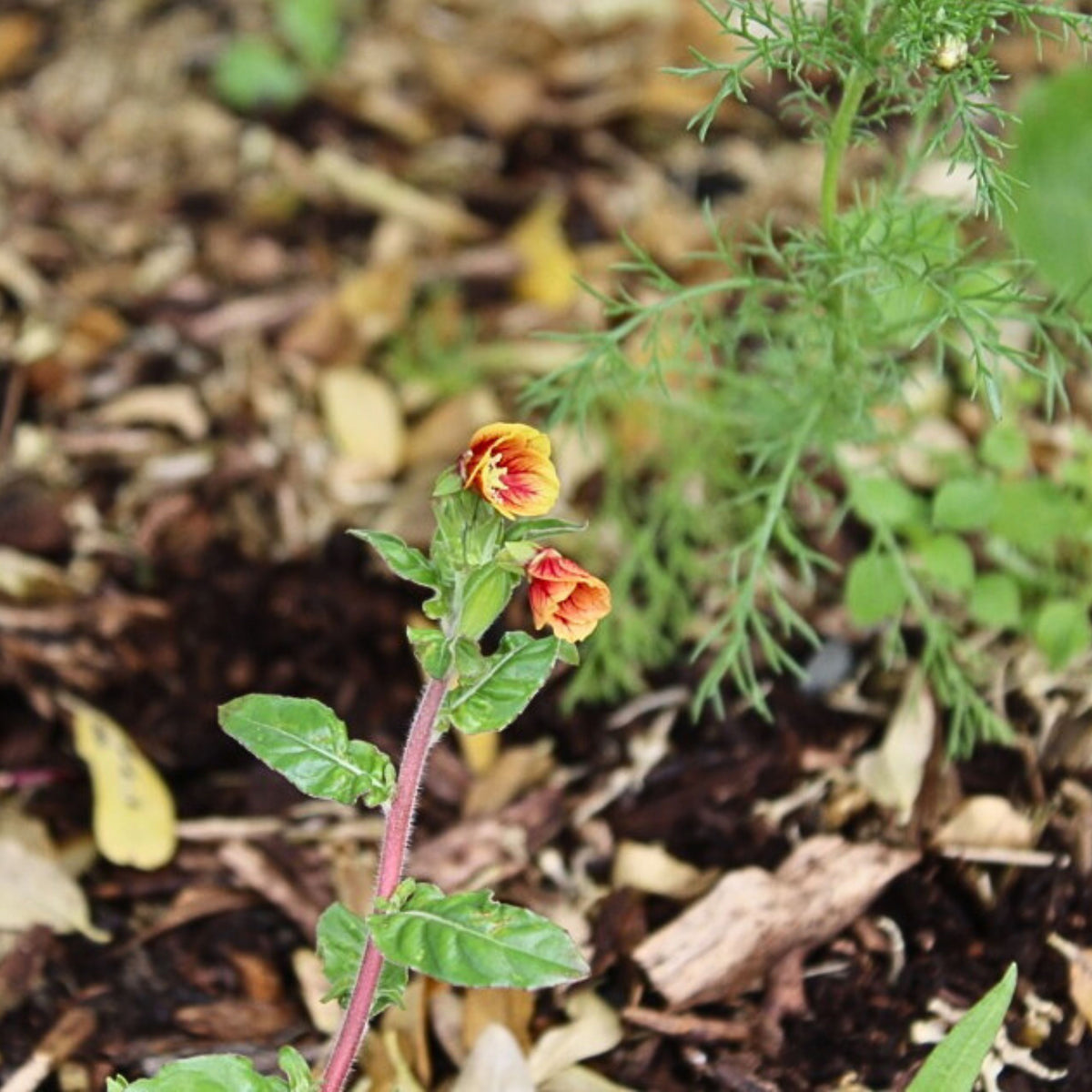Oenothera Fruticosa 'Blood Orange' Seeds, 30 seeds