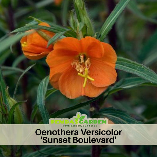 Oenothera Versicolor 'Sunset Boulevard' Seeds - Suncups, 30 seeds