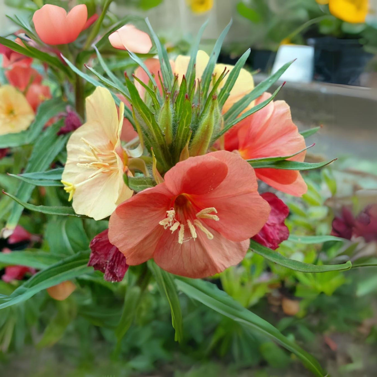Oenothera Versicolor 'Sunset Boulevard' Seeds - Suncups, 30 seeds
