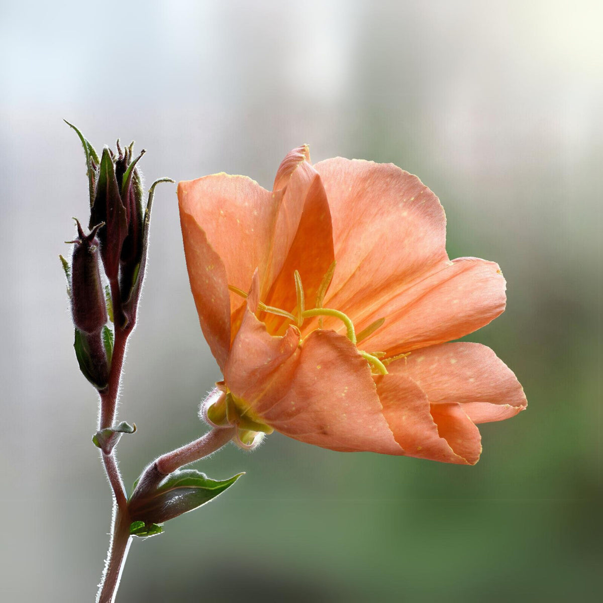 Oenothera Versicolor 'Sunset Boulevard' Seeds - Suncups, 30 seeds