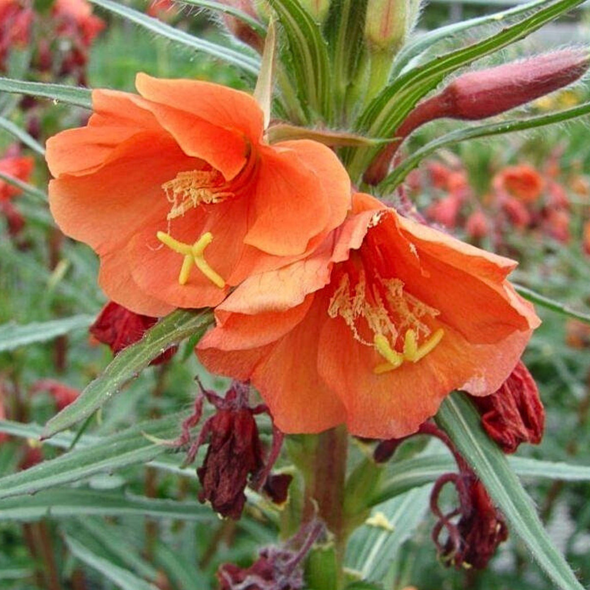 Oenothera Versicolor 'Sunset Boulevard' Seeds - Suncups, 30 seeds