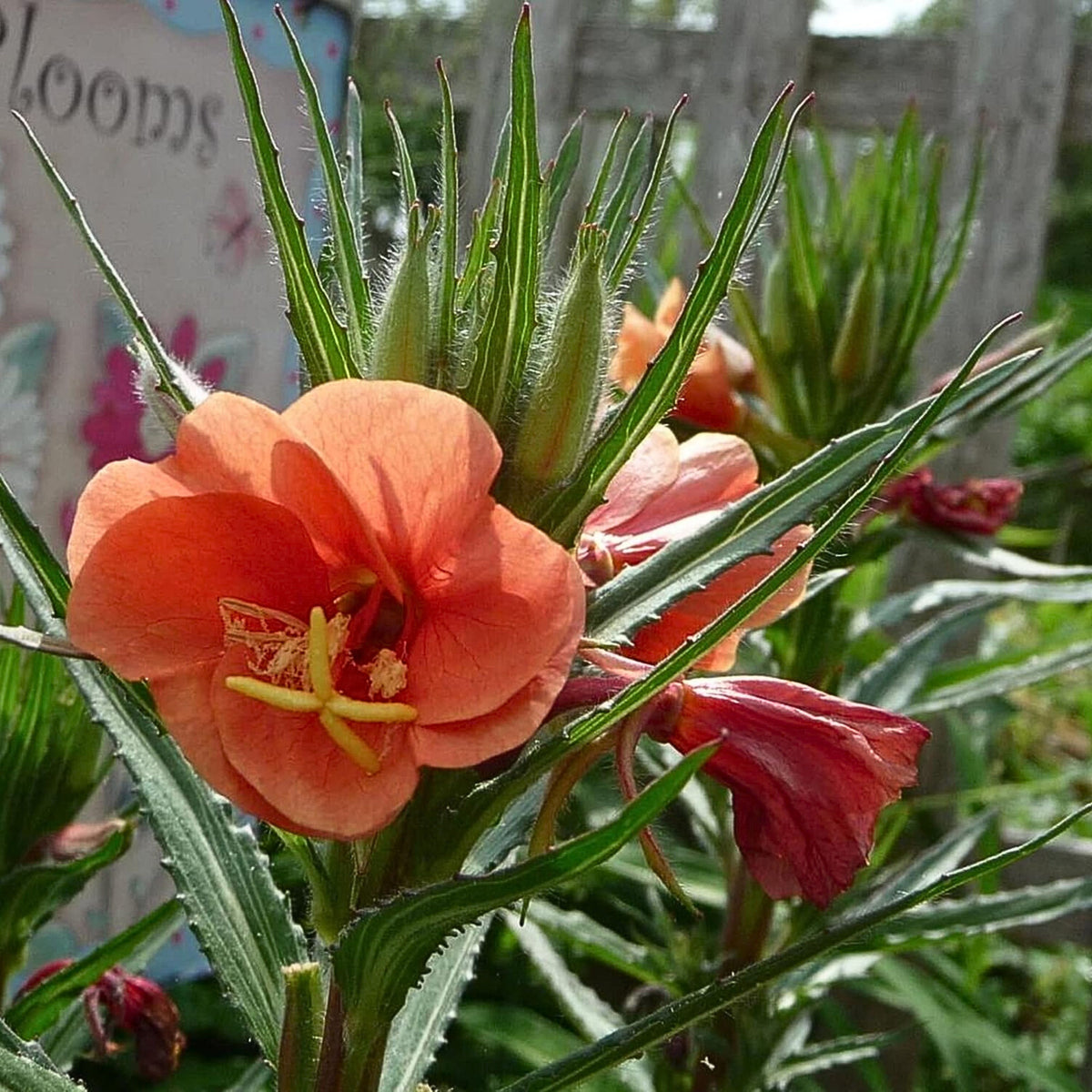 Oenothera Versicolor 'Sunset Boulevard' Seeds - Suncups, 30 seeds