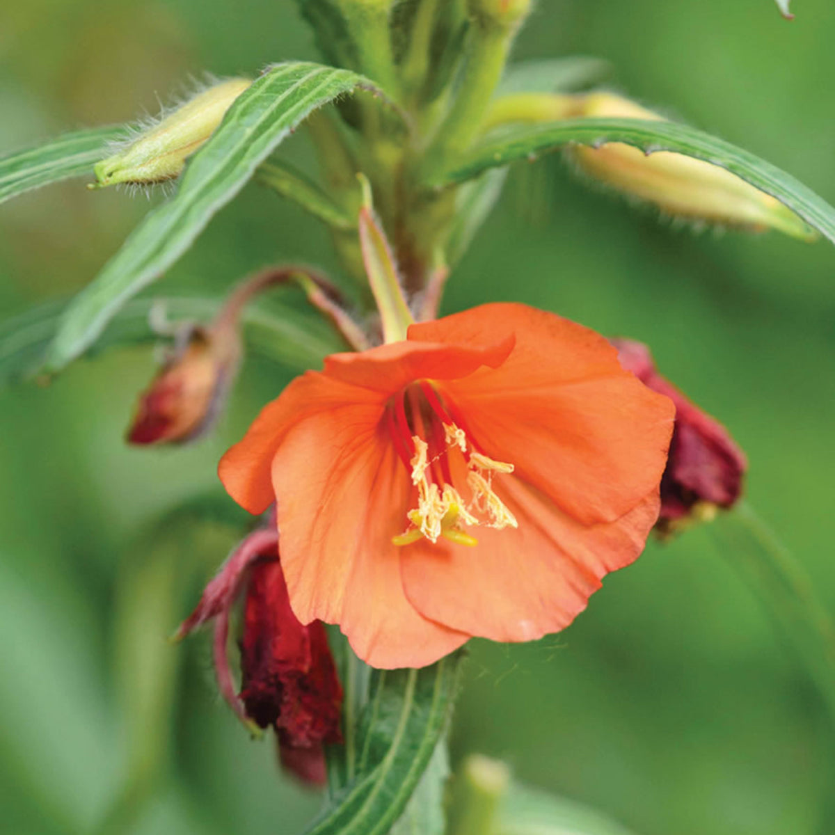 Oenothera Versicolor 'Sunset Boulevard' Seeds - Suncups, 30 seeds