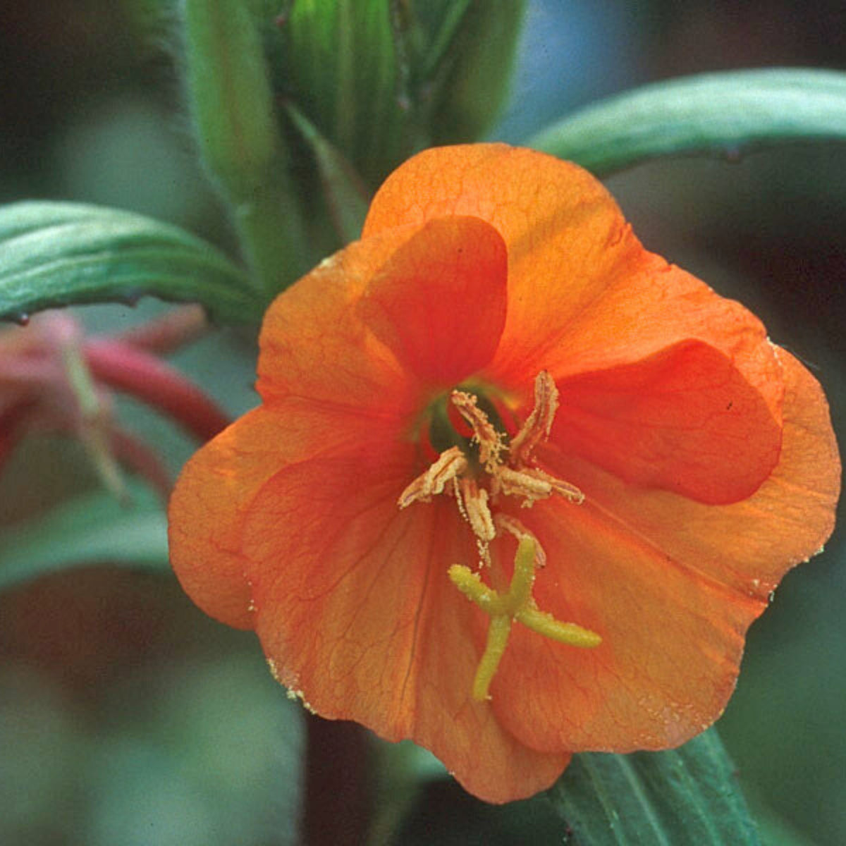 Oenothera Versicolor 'Sunset Boulevard' Seeds - Suncups, 30 seeds