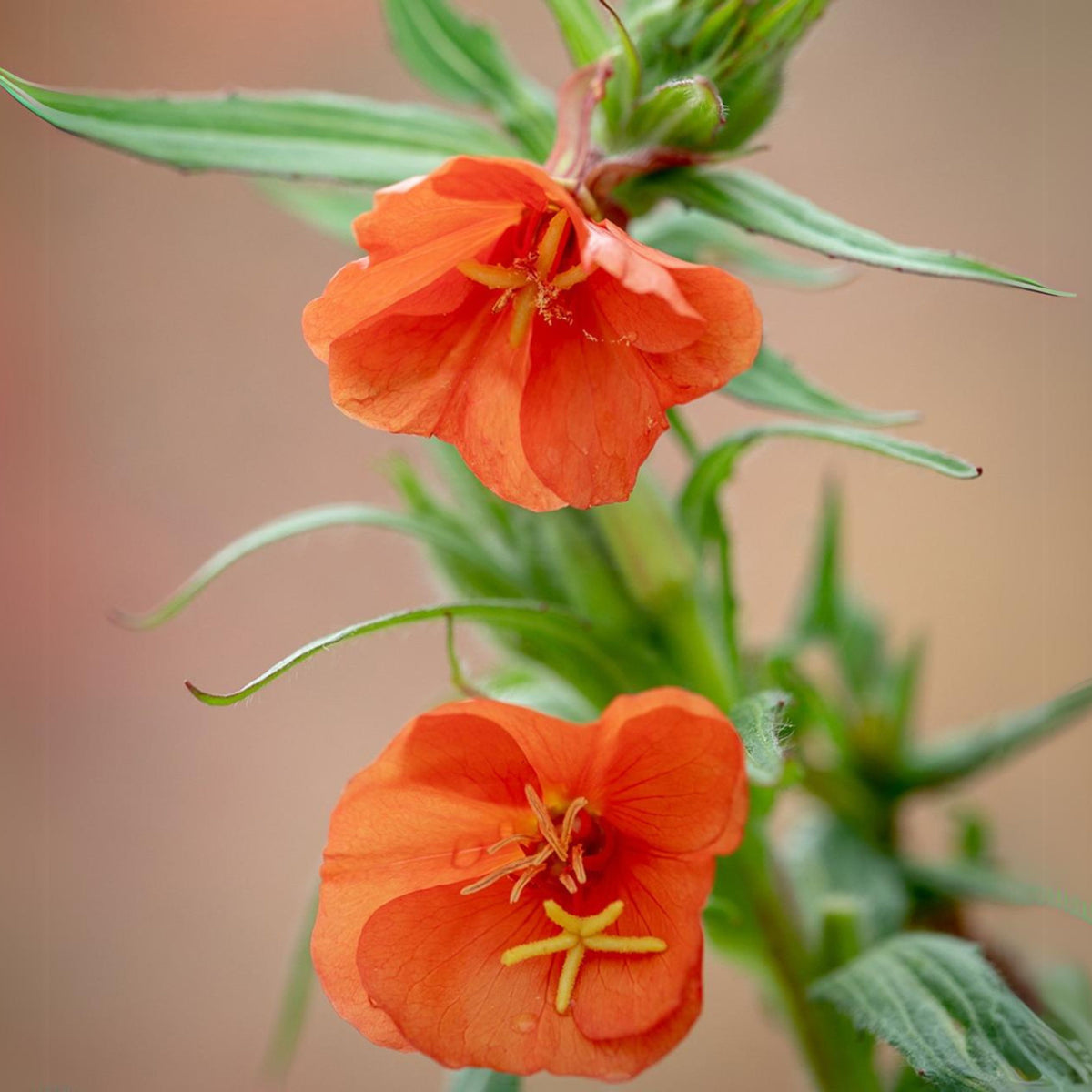 Oenothera Versicolor 'Sunset Boulevard' Seeds - Suncups, 30 seeds
