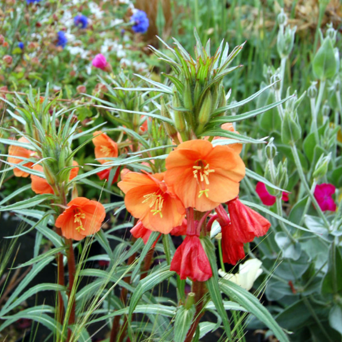 Oenothera Versicolor 'Sunset Boulevard' Seeds - Suncups, 30 seeds