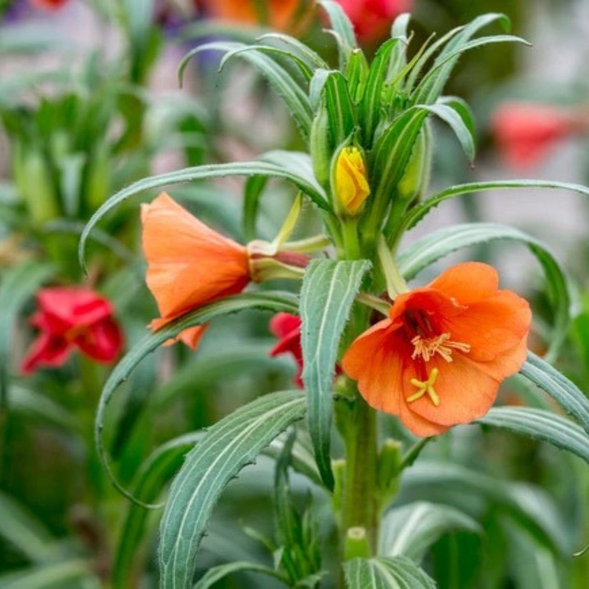 Oenothera Versicolor 'Sunset Boulevard' Seeds - Suncups, 30 seeds