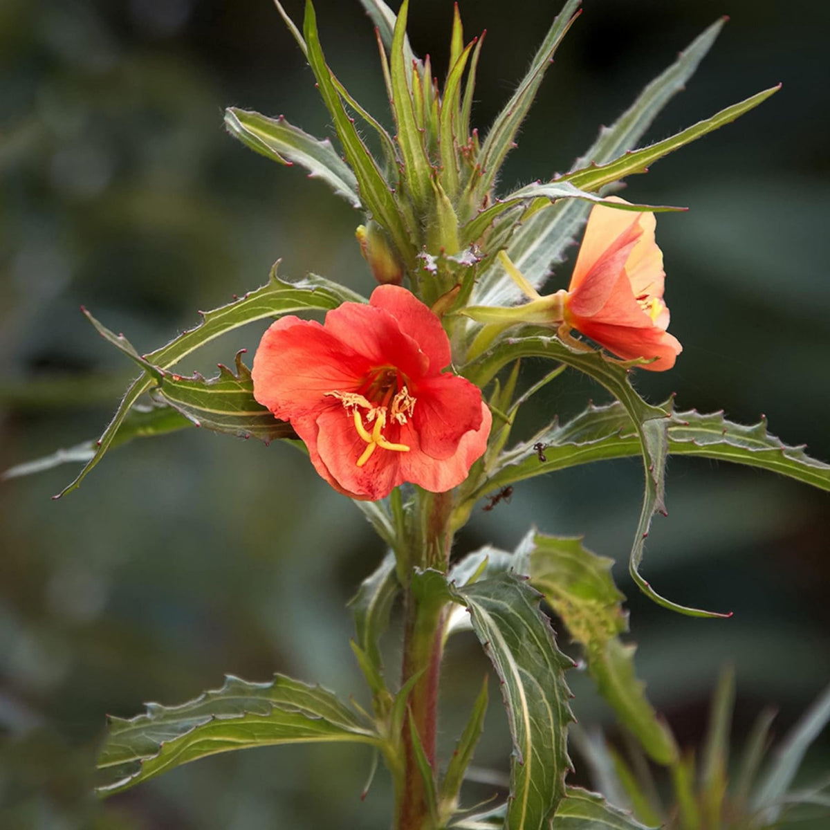 Oenothera Versicolor 'Sunset Boulevard' Seeds - Suncups, 30 seeds