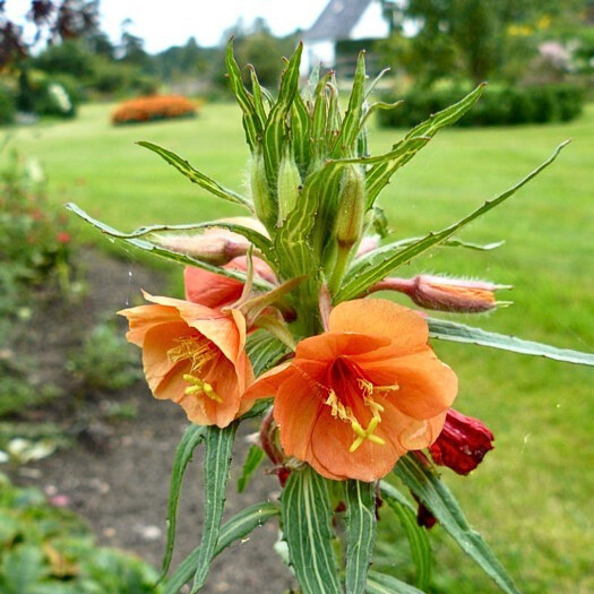 Oenothera Versicolor 'Sunset Boulevard' Seeds - Suncups, 30 seeds