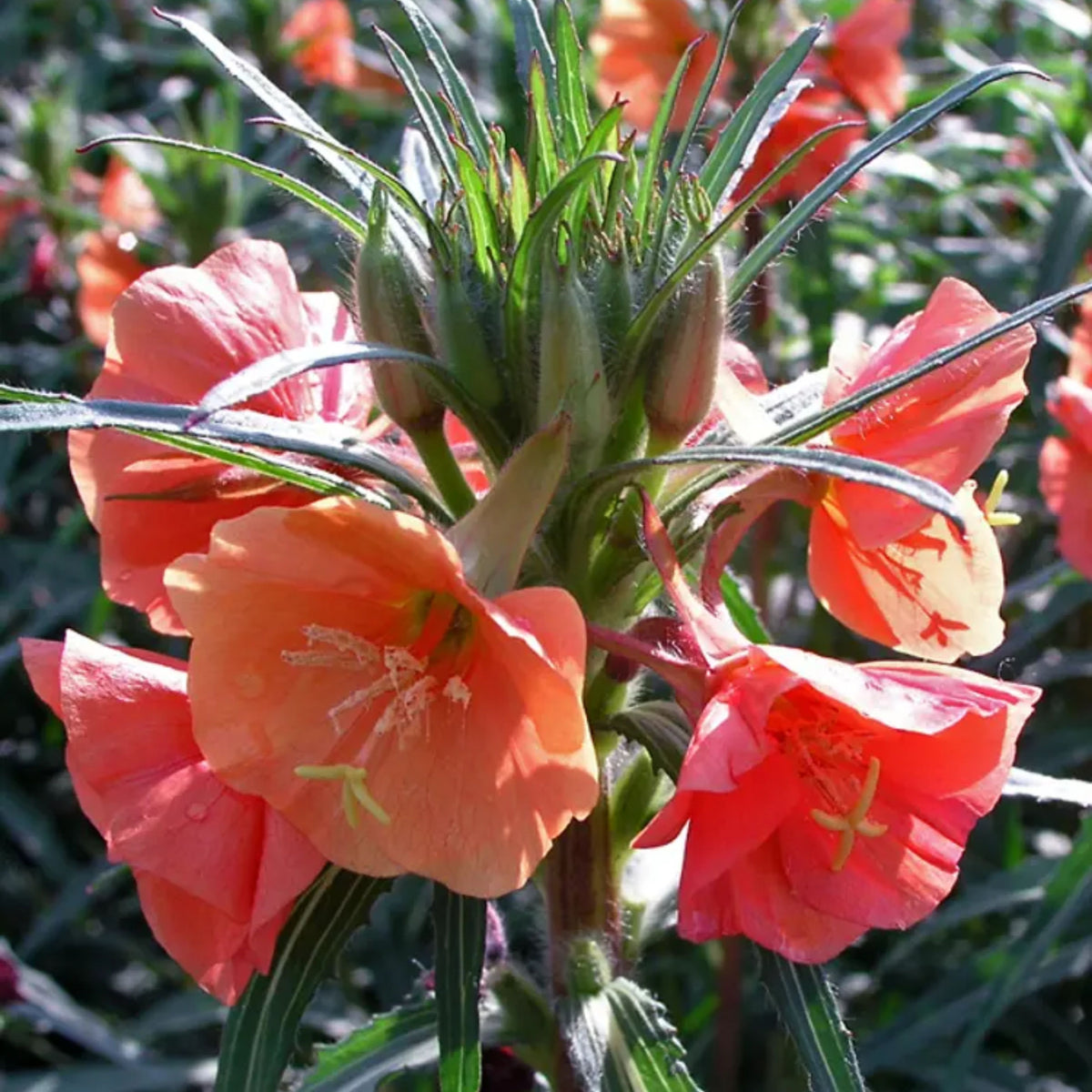 Oenothera Versicolor 'Sunset Boulevard' Seeds - Suncups, 30 seeds
