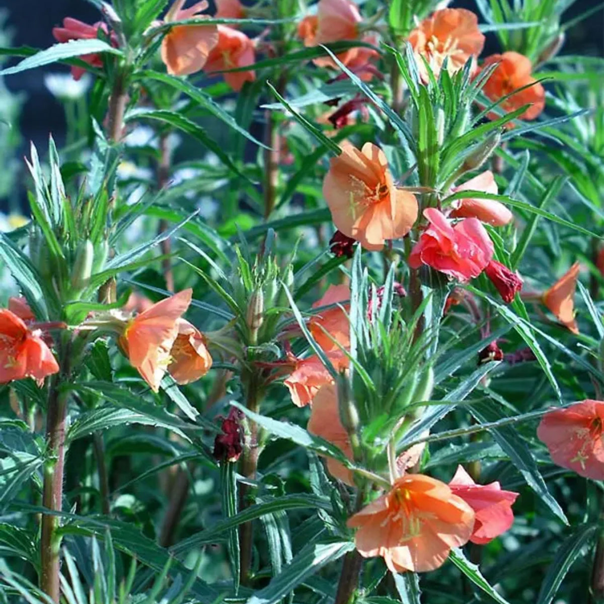 Oenothera Versicolor 'Sunset Boulevard' Seeds - Suncups, 30 seeds