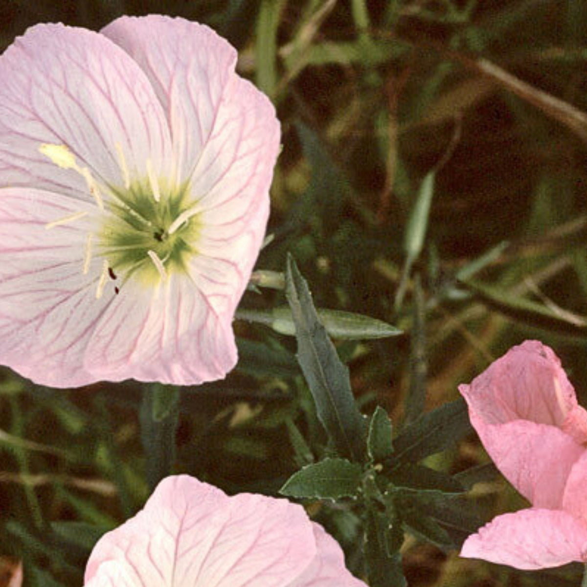Oenothera Speciosa 'Pink Petticoats' Seeds - Suncups, 30 seeds