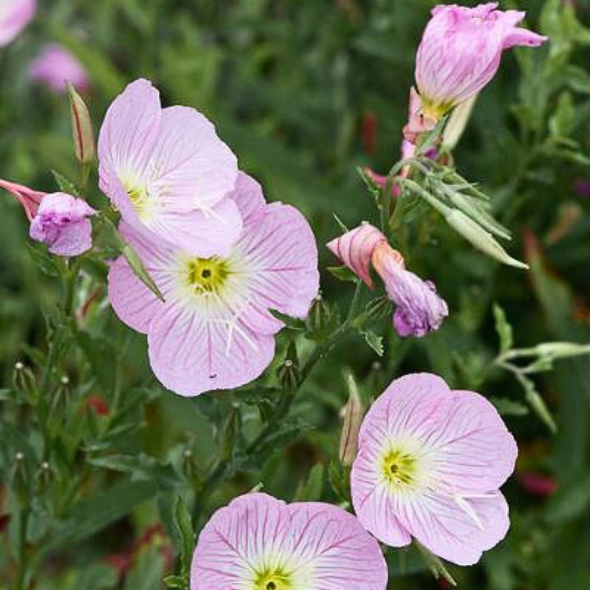 Oenothera Speciosa 'Pink Petticoats' Seeds - Suncups, 30 seeds