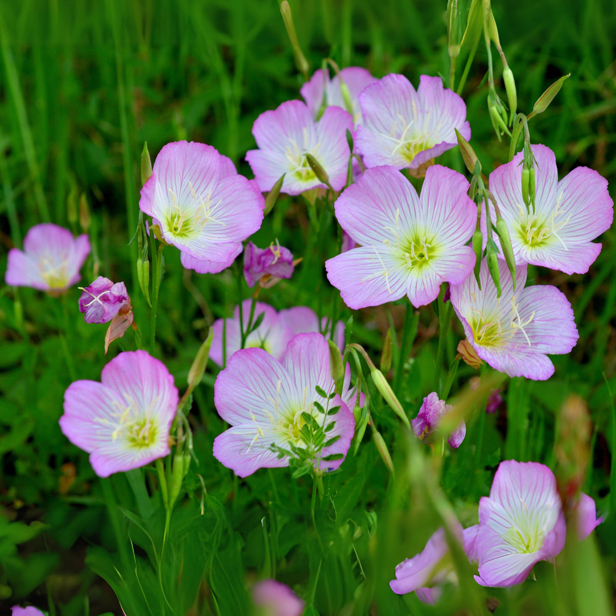 Oenothera Speciosa 'Pink Petticoats' Seeds - Suncups, 30 seeds