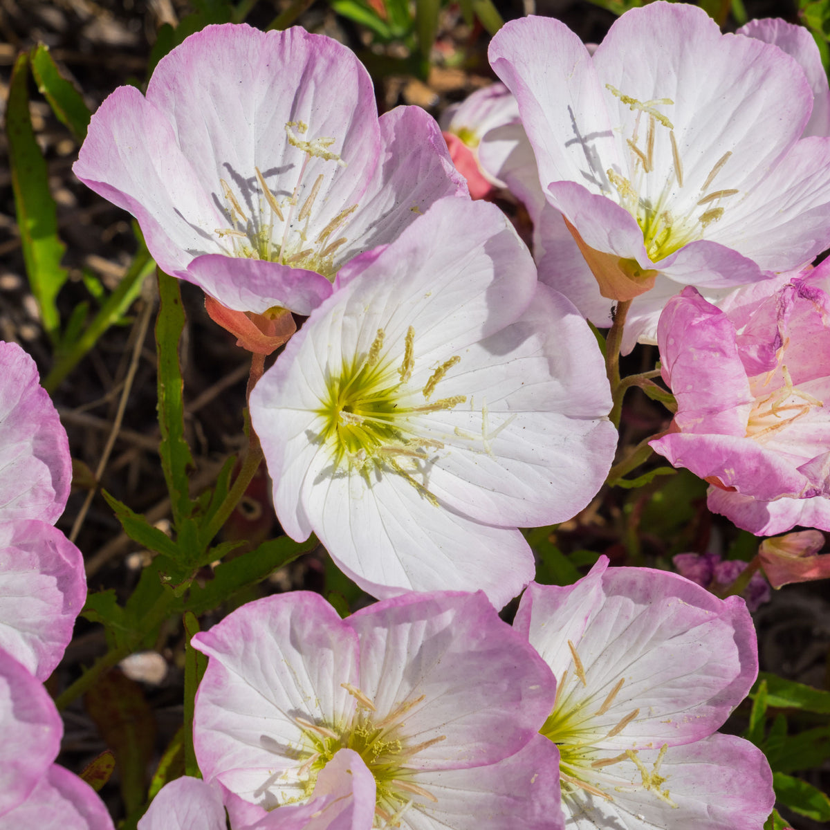 Oenothera Speciosa 'Pink Petticoats' Seeds - Suncups, 30 seeds