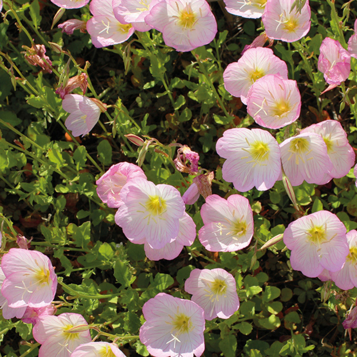 Oenothera Speciosa 'Pink Petticoats' Seeds - Suncups, 30 seeds