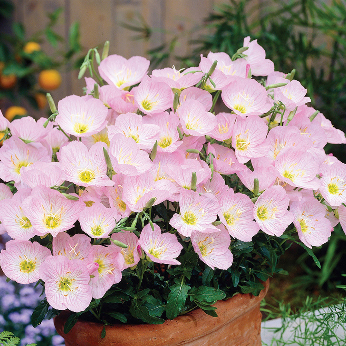 Oenothera Speciosa 'Pink Petticoats' Seeds - Suncups, 30 seeds