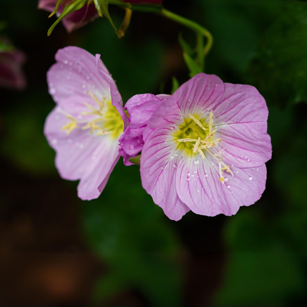 Oenothera Speciosa 'Pink Petticoats' Seeds - Suncups, 30 seeds