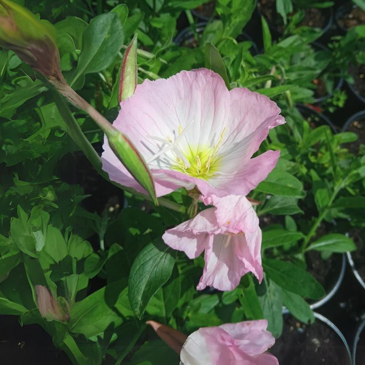 Oenothera Speciosa 'Pink Petticoats' Seeds - Suncups, 30 seeds