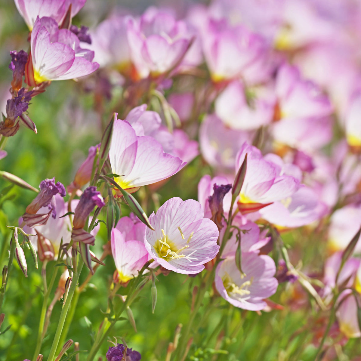 Oenothera Speciosa 'Pink Petticoats' Seeds - Suncups, 30 seeds